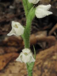 Attēlu rezultāti vaicājumam “Goodyera repens fruit”