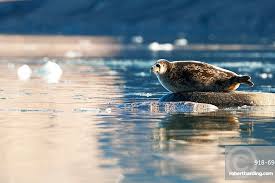 Image result for Pusa hispida