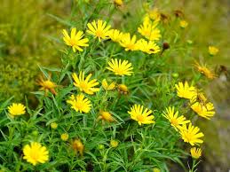 Image result for Buphthalmum salicifolium