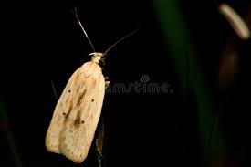 Attēlu rezultāti vaicājumam “Depressariidae”