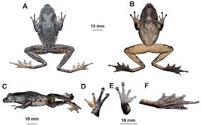 Attēlu rezultāti vaicājumam “Ranidae”