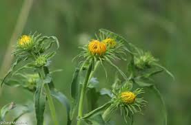 Attēlu rezultāti vaicājumam “Inula britannica flower”