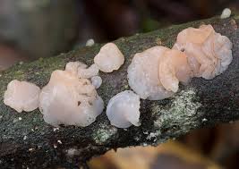 Attēlu rezultāti vaicājumam “Craterocolla cerasi”