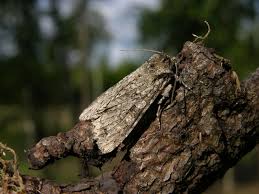 Attēlu rezultāti vaicājumam “Polia nebulosa”