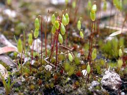 Attēlu rezultāti vaicājumam “Bryum neodamense”