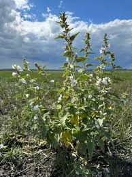 Image result for Althaea officinalis