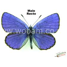 Attēlu rezultāti vaicājumam “Plebejus argyrognomon underside”