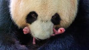 Résultat de recherche d'images pour "pandas"