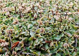 Attēlu rezultāti vaicājumam “Marchantiopsida”