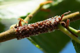 Attēlu rezultāti vaicājumam “Nymphalis pupa”