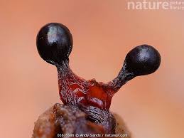 Attēlu rezultāti vaicājumam “Metatrichia floriformis macro”