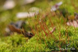 Attēlu rezultāti vaicājumam “Tortula muralis”