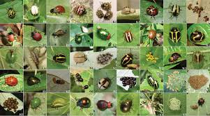 Attēlu rezultāti vaicājumam “Chrysomelidae”