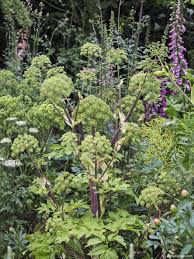 Image result for Angelica archangelica