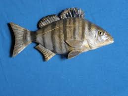 Image result for Diplodus puntazzo