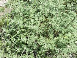 Image result for Artemisia gmelinii