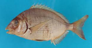 Image result for Diplodus