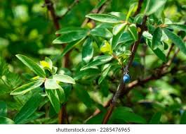 Attēlu rezultāti vaicājumam “Lonicera caerulea var. pallasii flower”