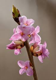 Attēlu rezultāti vaicājumam “Daphne mezereum flower”