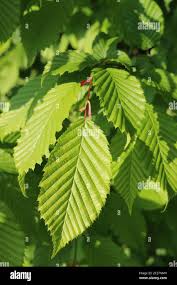 Attēlu rezultāti vaicājumam “Carpinus betulus leaf”