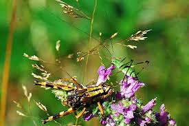 Attēlu rezultāti vaicājumam “Entomophaga grylli”
