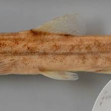 Attēlu rezultāti vaicājumam “Barbatula barbatula”