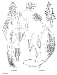 Attēlu rezultāti vaicājumam “Agrostis capillaris”