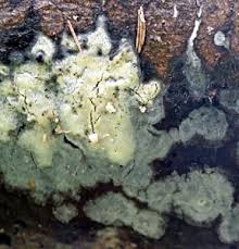 Attēlu rezultāti vaicājumam “Skeletocutis brevispora”