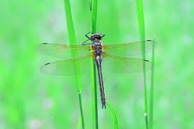 Attēlu rezultāti vaicājumam “Cordulia aenea”