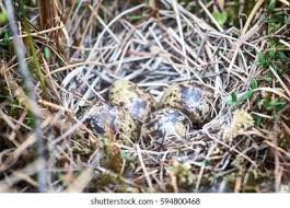 Attēlu rezultāti vaicājumam “Gallinago gallinago nest”
