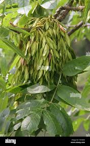Attēlu rezultāti vaicājumam “Fraxinus excelsior fruit”