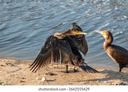 Image result for Phalacrocorax carbo