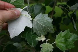 Attēlu rezultāti vaicājumam “Populus alba Nivea”