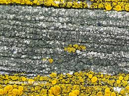 Attēlu rezultāti vaicājumam “Trapeliopsis flexuosa”