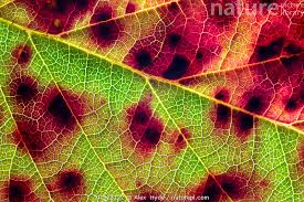 Attēlu rezultāti vaicājumam “Rubus plicatus leaf”