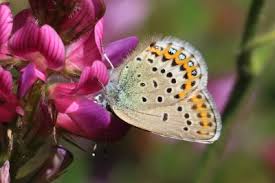 Attēlu rezultāti vaicājumam “Plebejus idas male”