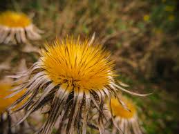 Attēlu rezultāti vaicājumam “Carlina biebersteinii fruit”