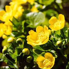 Attēlu rezultāti vaicājumam “Caltha palustris”