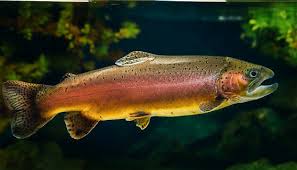 Attēlu rezultāti vaicājumam “Salmo trutta”