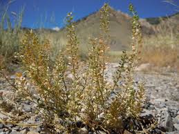 Attēlu rezultāti vaicājumam “Lepidium densiflorum flower”