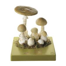 Attēlu rezultāti vaicājumam “Amanita phalloides”