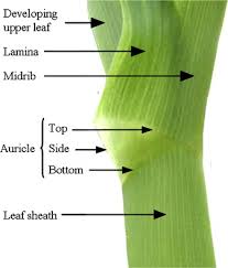 Attēlu rezultāti vaicājumam “Zea mays leaf”