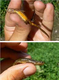 Attēlu rezultāti vaicājumam “Triturus vulgaris female”