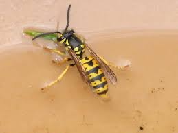 Attēlu rezultāti vaicājumam “Vespula germanica”