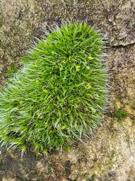 Attēlu rezultāti vaicājumam “Grimmia pulvinata sporophyte”