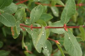 Attēlu rezultāti vaicājumam “Lonicera caerulea var. pallasii”