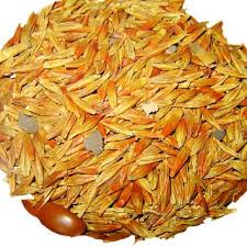 Attēlu rezultāti vaicājumam “Hordeum vulgare fruit”