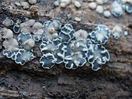 Attēlu rezultāti vaicājumam “Mollisia cinerea”