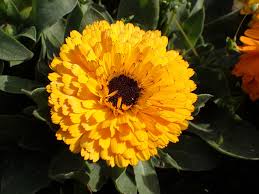 Attēlu rezultāti vaicājumam “Calendula officinalis flower”