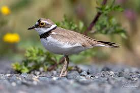 Attēlu rezultāti vaicājumam “Charadrius dubius”